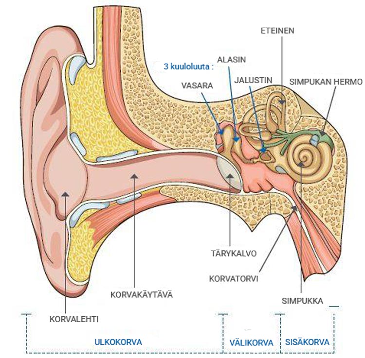 Korvan sisäinen ja ulkoinen rakenne