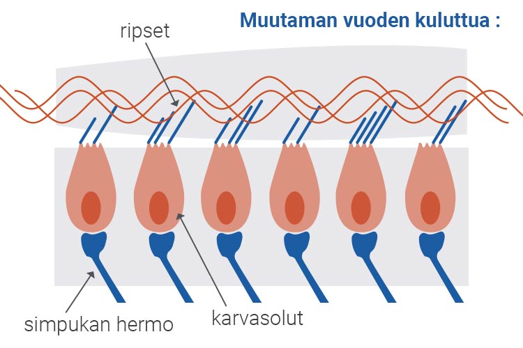 Vaurioituneet karvasolut