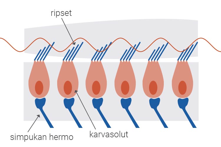 terveellinen karvasolu