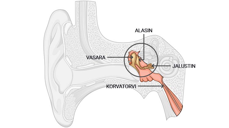 Välikorva vastaanottaa  tärykalvon lähettämän äänen ja siirtää sen sisäkorvaan
